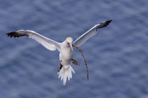 Gannet flying with nesting material in its beak Stock Photos