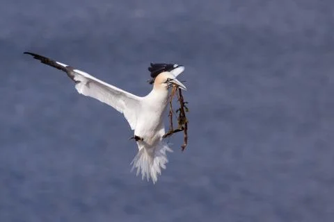 Gannet flying with nesting material in its beak Stock Photos