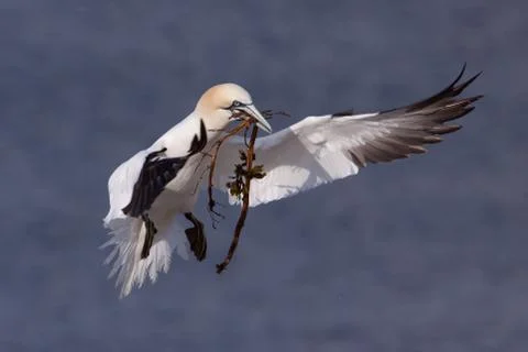 Gannet flying with nesting material in its beak Stock Photos