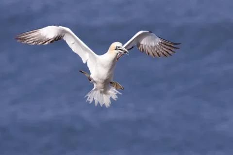 Gannet flying with nesting material in its beak Stock Photos