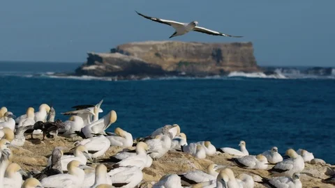 Gannet flying over the Point Danger gannet colony, Australia. Stock Footage 87886256