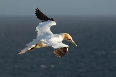 A gannet is flying Stock Photos