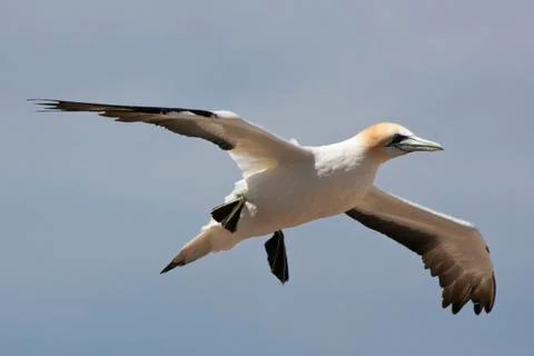 Gannet flying by. Stock Photos