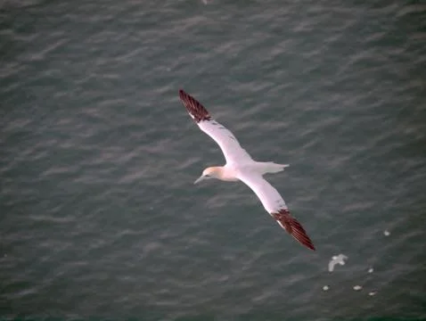 Gannet Flying Stock Photos
