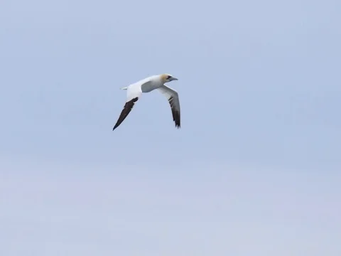 Gannet flying in slow motion Stock Footage 80253513