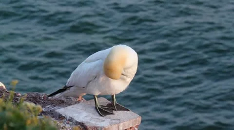 A gannet Stock Footage 11147633