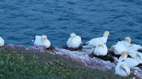 A gannet Stock Footage 11147636