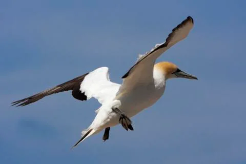 Gannet just before touch down. Stock Photos