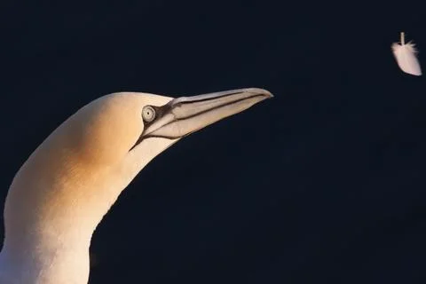 Gannet looking at a feather Foto stock