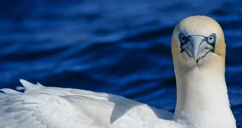  A Gannet looking straight ahead Stock Photos