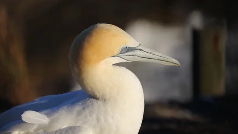 Gannet Midshot Video stock 74658752