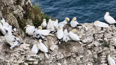 Gannet (Morus bassanus) Stock Footage 301089142