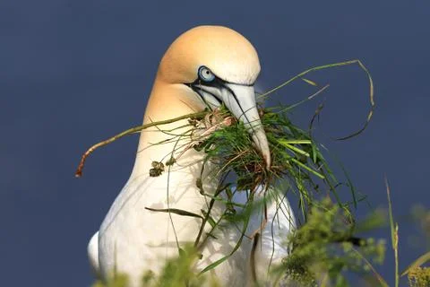 A gannet with nesting material in its beak Stock Photos