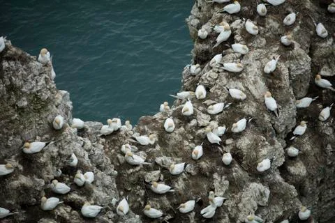 Gannet nesting on an outcrop of rock over the North Sea near Bempton Cliffs,  Stock Photos