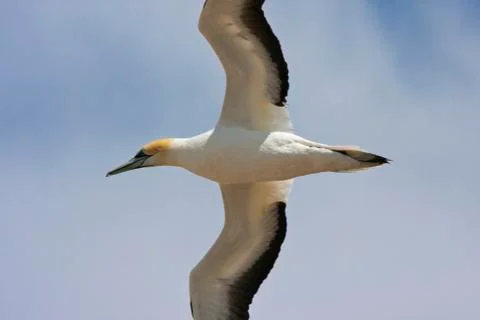 Gannet overhead. Stock-Fotos