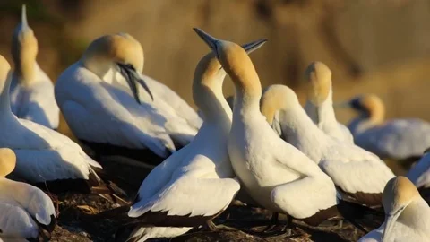 Gannet pair mating display Stock Footage 74659460