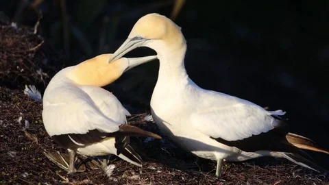 Gannet pair preening each other to bond Stock Footage 74658521