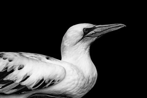 Gannet Stock Photos