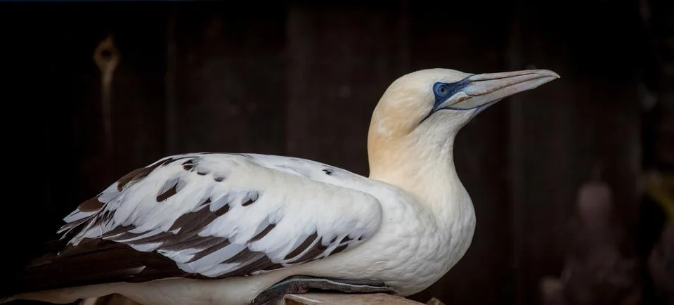 Gannet Stock Photos