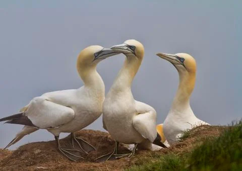 Gannet Stock Photos