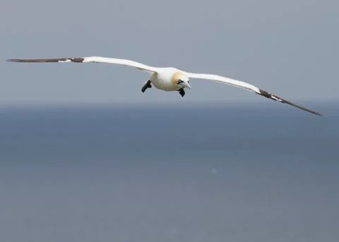 Gannet Stock Photos