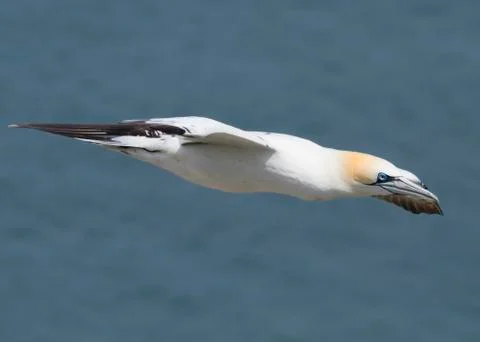 Gannet Stock Photos