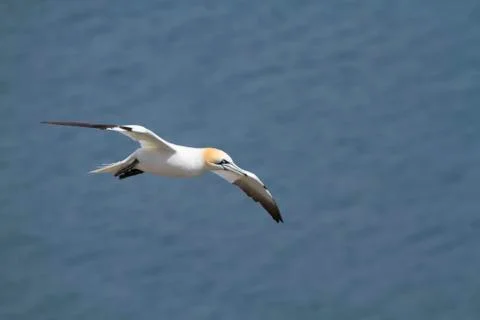 Gannet Stock Photos