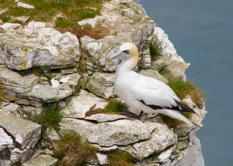 Gannet Stock Photos