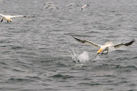 Gannet Stock Photos