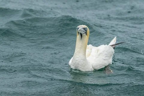Gannet Stock Photos