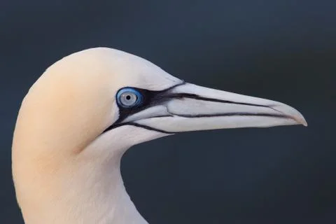 Gannet portrait Stock Photos