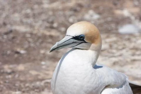 Gannet posing for the picture. Stock Photos