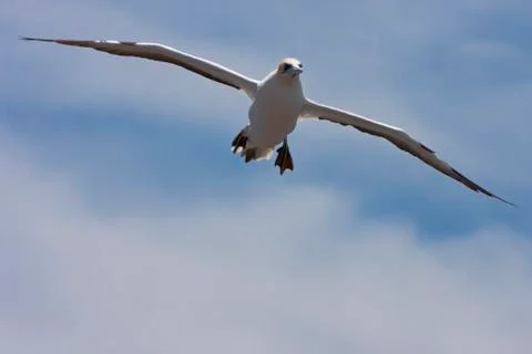 Gannet preparing to land. Stock Photos