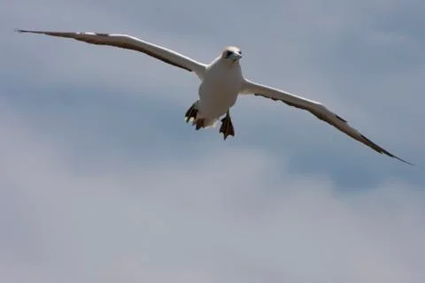 Gannet preparing to land. Stock Photos