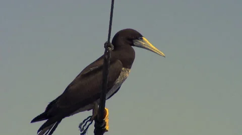 Gannet resting on boat rigging Stock Footage 42896180