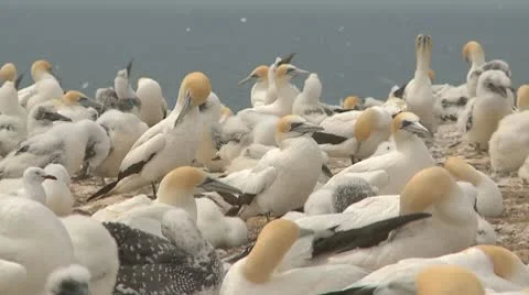 Gannet seabird colony Stock Footage 10755839