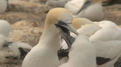 Gannet seabird feeds its young 스톡 동영상 10756002