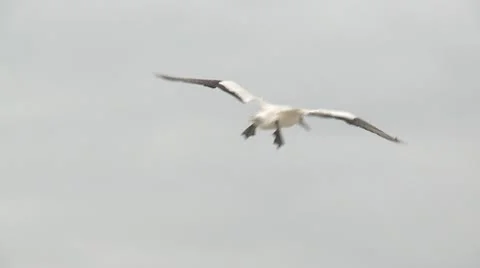Gannet seabird hovers over its nesting site Stock Footage 10755879