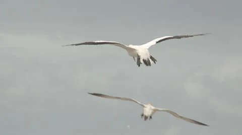 Gannet seabird hovers over its nesting site Stock-Footage 10755922
