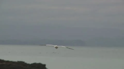 Gannet seabird in slow motion flight Stock Footage 10755966