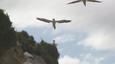 Gannet seabird in slow motion Video stock 10755948