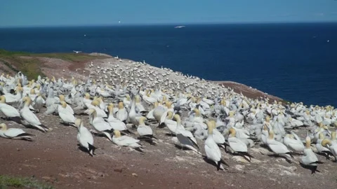 Gannet Seabirds Nesting, Feeding Chicks, Mating Rituals on Bonaventure Island Stock Footage 166068060