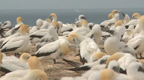 Gannet seabirds in their nesting colony Stock Footage 10756014