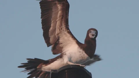 Gannet sitting on the mast. Stock Footage 91070766