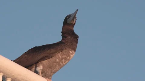 Gannet sitting on the mast of the ship. Stock Footage 91070639