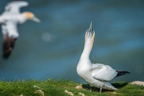 Gannet sky pointing Stock Photos