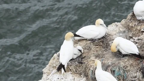 Gannet tending chick Stock Footage 73235427