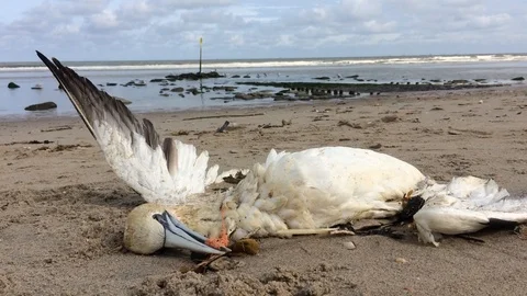 Gannet trapped inplastic 動画素材 99859880