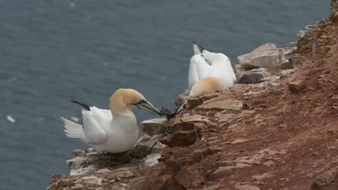 Gannet tug of war Stock Footage 197347531
