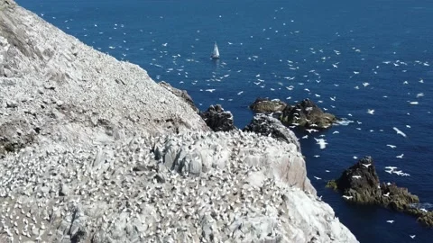 Gannets approaching nesting site Saltee islands 動画素材 166301451